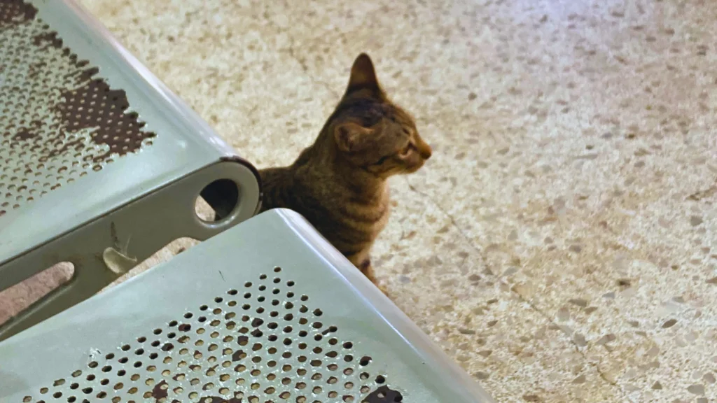 エカマイ駅の待合室にいた猫